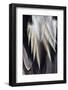 Back Feathers of the Northern Pintail Duck-Darrell Gulin-Framed Photographic Print