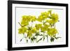 Back Lit Flower Petals-null-Framed Photographic Print