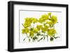 Back Lit Flower Petals-null-Framed Photographic Print