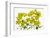 Back Lit Flower Petals-null-Framed Photographic Print