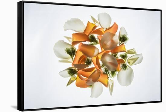 Back Lit Flower Petals-null-Framed Stretched Canvas