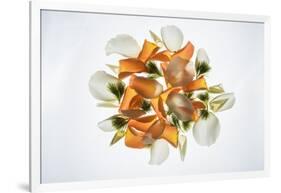 Back Lit Flower Petals-null-Framed Photographic Print