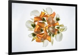 Back Lit Flower Petals-null-Framed Photographic Print