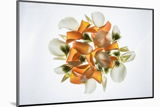 Back Lit Flower Petals-null-Mounted Photographic Print