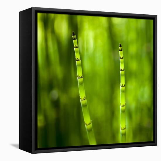 Back-Lit Horsetail Plants-Richard T. Nowitz-Framed Stretched Canvas