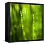 Back-Lit Horsetail Plants-Richard T. Nowitz-Framed Stretched Canvas