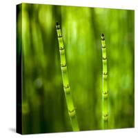 Back-Lit Horsetail Plants-Richard T. Nowitz-Stretched Canvas