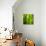 Back-Lit Horsetail Plants-Richard T. Nowitz-Stretched Canvas displayed on a wall