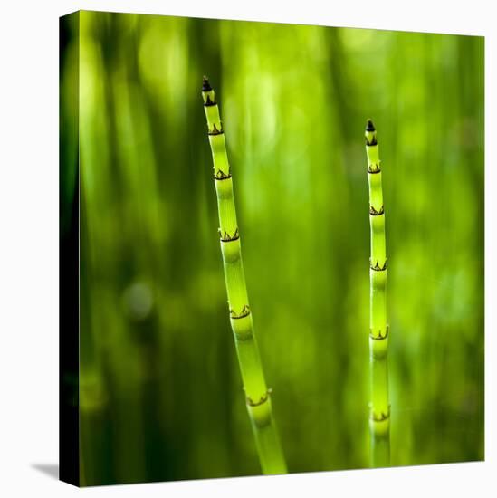 Back-Lit Horsetail Plants-Richard T. Nowitz-Stretched Canvas