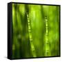 Back-Lit Horsetail Plants-Richard T. Nowitz-Framed Stretched Canvas