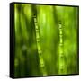 Back-Lit Horsetail Plants-Richard T. Nowitz-Framed Stretched Canvas