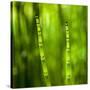 Back-Lit Horsetail Plants-Richard T. Nowitz-Stretched Canvas