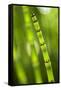 Back-Lit Horsetail Plants-Richard T. Nowitz-Framed Stretched Canvas