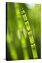 Back-Lit Horsetail Plants-Richard T. Nowitz-Stretched Canvas