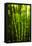 Back-Lit Horsetail Plants-Richard T. Nowitz-Framed Stretched Canvas