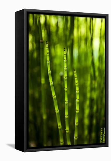 Back-Lit Horsetail Plants-Richard T. Nowitz-Framed Stretched Canvas