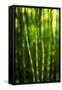 Back-Lit Horsetail Plants-Richard T. Nowitz-Framed Stretched Canvas