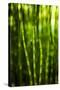 Back-Lit Horsetail Plants-Richard T. Nowitz-Stretched Canvas