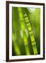 Back-Lit Horsetail Plants-Richard T. Nowitz-Framed Photographic Print