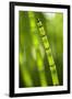 Back-Lit Horsetail Plants-Richard T. Nowitz-Framed Photographic Print