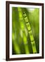 Back-Lit Horsetail Plants-Richard T. Nowitz-Framed Photographic Print