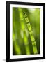 Back-Lit Horsetail Plants-Richard T. Nowitz-Framed Photographic Print