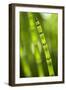 Back-Lit Horsetail Plants-Richard T. Nowitz-Framed Photographic Print