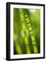 Back-Lit Horsetail Plants-Richard T. Nowitz-Framed Photographic Print