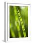 Back-Lit Horsetail Plants-Richard T. Nowitz-Framed Photographic Print