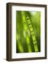 Back-Lit Horsetail Plants-Richard T. Nowitz-Framed Photographic Print