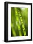 Back-Lit Horsetail Plants-Richard T. Nowitz-Framed Photographic Print