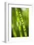 Back-Lit Horsetail Plants-Richard T. Nowitz-Framed Photographic Print