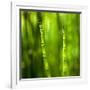 Back-Lit Horsetail Plants-Richard T. Nowitz-Framed Photographic Print