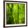 Back-Lit Horsetail Plants-Richard T. Nowitz-Framed Photographic Print