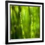 Back-Lit Horsetail Plants-Richard T. Nowitz-Framed Photographic Print