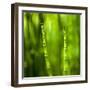 Back-Lit Horsetail Plants-Richard T. Nowitz-Framed Photographic Print