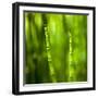 Back-Lit Horsetail Plants-Richard T. Nowitz-Framed Photographic Print