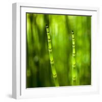 Back-Lit Horsetail Plants-Richard T. Nowitz-Framed Photographic Print