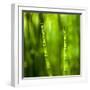 Back-Lit Horsetail Plants-Richard T. Nowitz-Framed Photographic Print