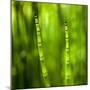 Back-Lit Horsetail Plants-Richard T. Nowitz-Mounted Photographic Print