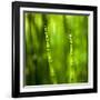 Back-Lit Horsetail Plants-Richard T. Nowitz-Framed Photographic Print