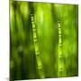 Back-Lit Horsetail Plants-Richard T. Nowitz-Mounted Photographic Print