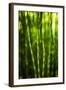 Back-Lit Horsetail Plants-Richard T. Nowitz-Framed Photographic Print