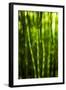 Back-Lit Horsetail Plants-Richard T. Nowitz-Framed Photographic Print