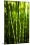 Back-Lit Horsetail Plants-Richard T. Nowitz-Mounted Photographic Print