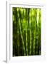 Back-Lit Horsetail Plants-Richard T. Nowitz-Framed Photographic Print