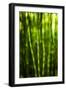 Back-Lit Horsetail Plants-Richard T. Nowitz-Framed Photographic Print