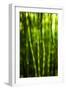 Back-Lit Horsetail Plants-Richard T. Nowitz-Framed Photographic Print