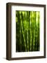 Back-Lit Horsetail Plants-Richard T. Nowitz-Framed Photographic Print