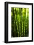 Back-Lit Horsetail Plants-Richard T. Nowitz-Framed Photographic Print